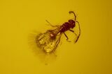 mm Fossil Fly & Wasp In Baltic Amber #123412-2